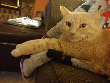 Pippin