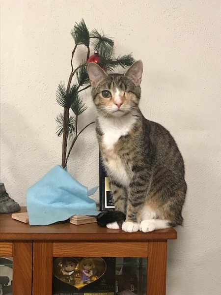 Maci