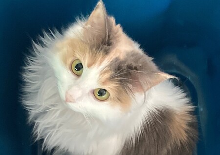 Opal