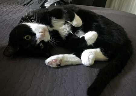 Jasper