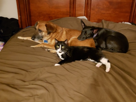 Buster, Blake, Tux