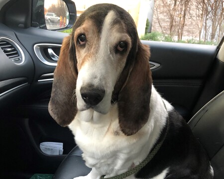 Flash the Wonder Dog