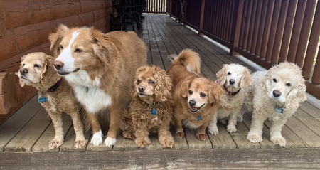 Left to Right: Shiloh (14) , Highway (10), Coco (14), Jack (13), Lily (14), Duffy (16)