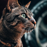 Entry image for Jacky