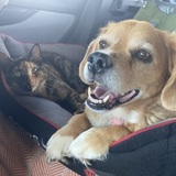 Entry image for Scout and Wicket