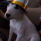 Entry image for Moto the Wonder Dog