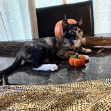 Entry image for Bella