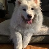 Entry image for Yuki
