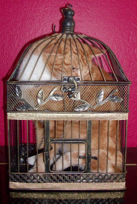 Entry image for Henry. Clicking this image will show a larger photo