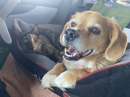 Entry image for Scout and Wicket. Clicking this image will show a larger photo
