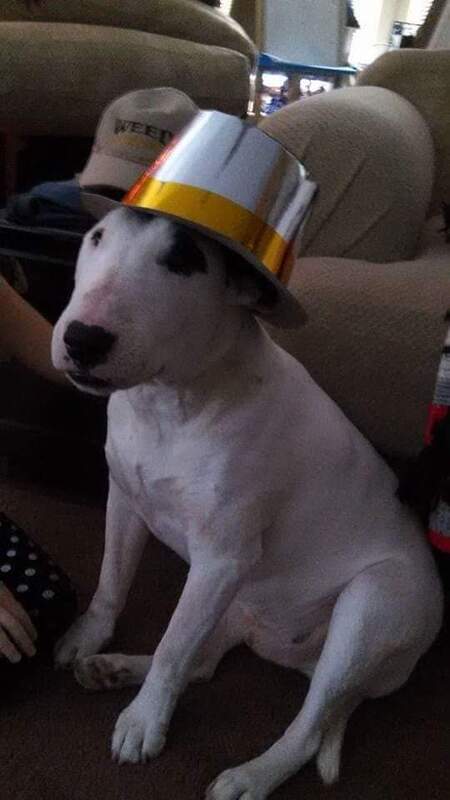 Entry image for Moto the Wonder Dog. Clicking this image will show a larger photo