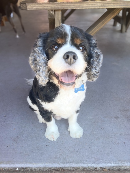 Remi