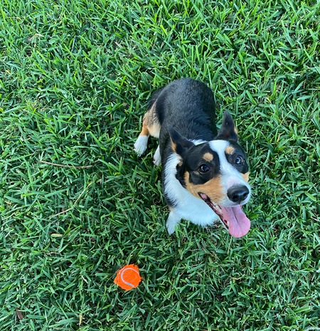 Bodhi Lee