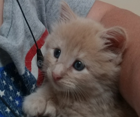 PEANUT