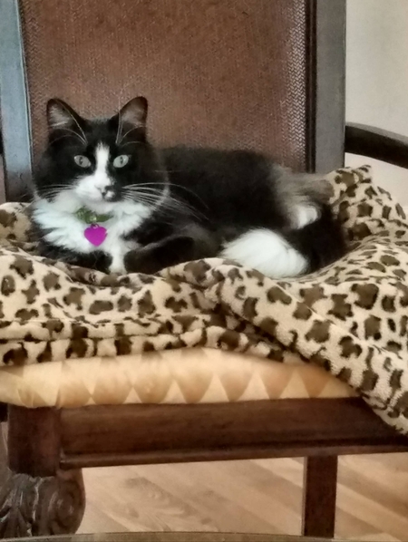 Poppy the Tripawd