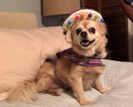 Toby