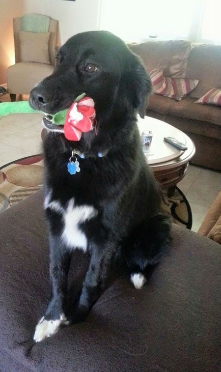 MR Bear
