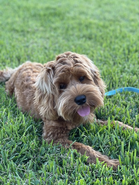 Duke