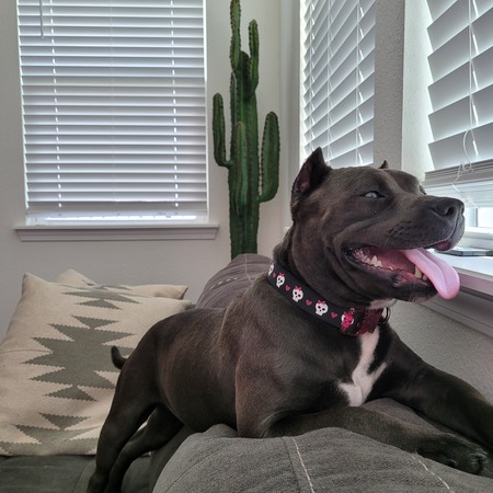 Bella