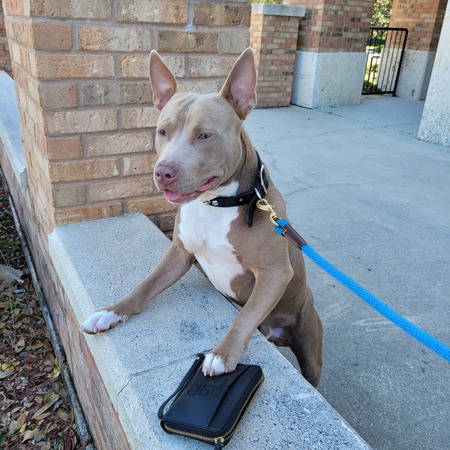 Canelo