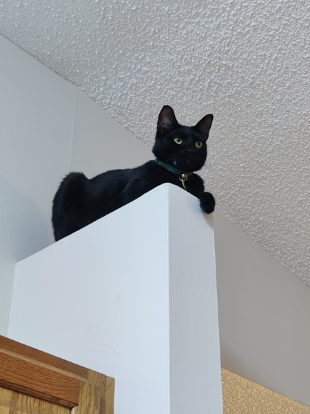 Loki
