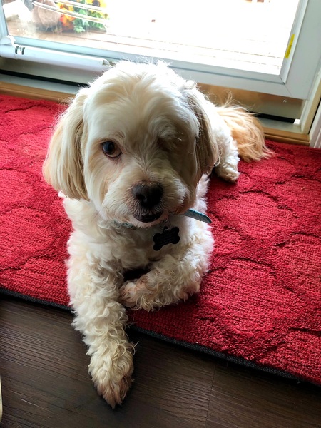 Teddy