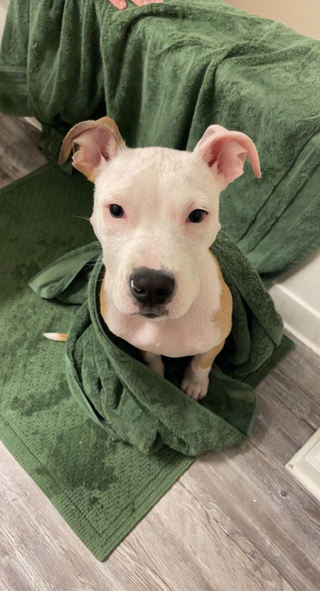 Nala 