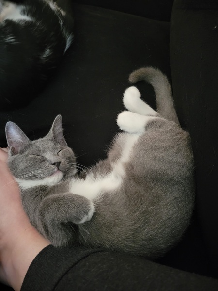 Miso