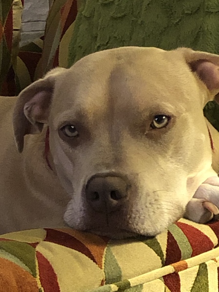 Darci