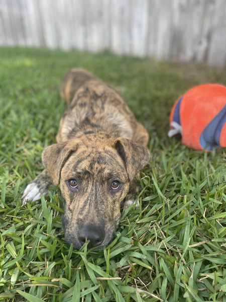 Mowgli