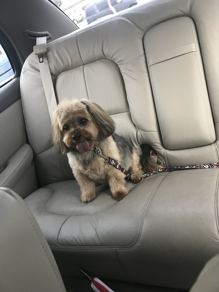 Benji