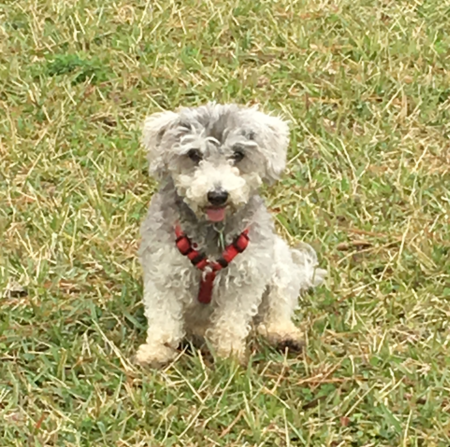 Daisy