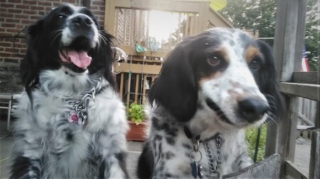 Miley and Oreo Loeb