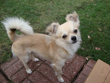 Rascal