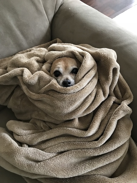 Daisy