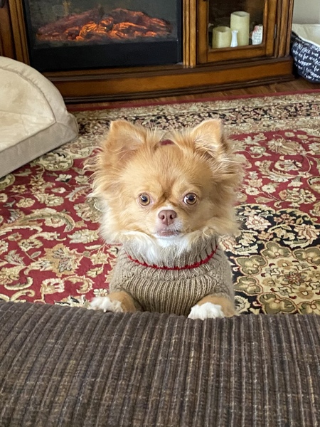Gigi
