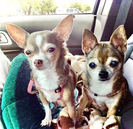 Cocoa & Gidget