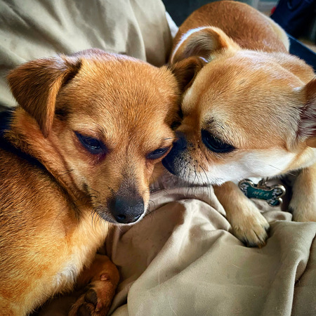 Topper and Mea 