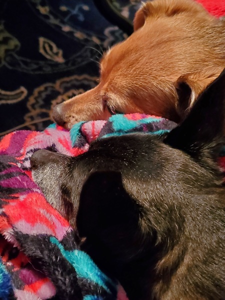 Isabella and Taz
