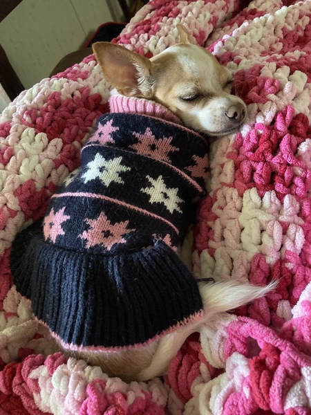 Sadie Bug