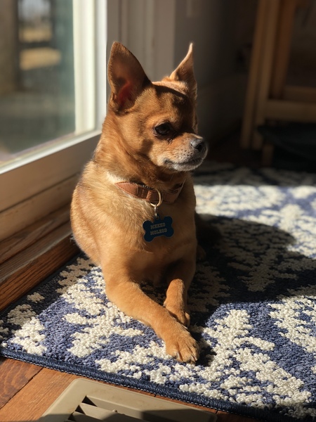 Meeko