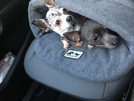 Zoe and Corky