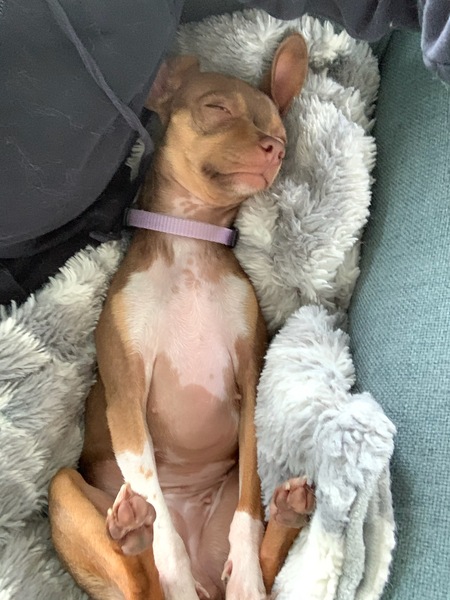 Penny
