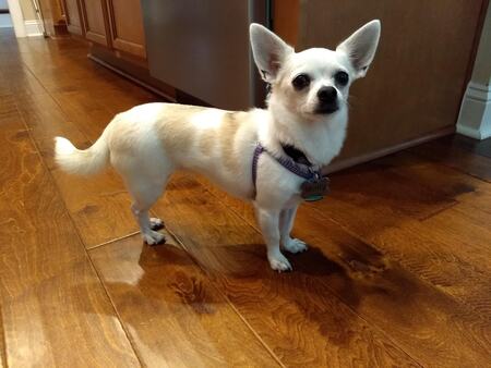 Molly