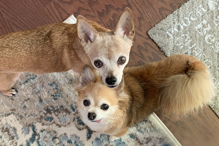 Shammy and Ace