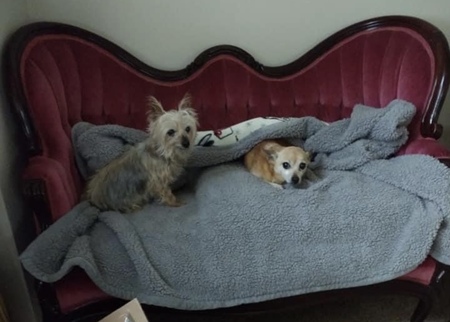 Daisy with Ginger