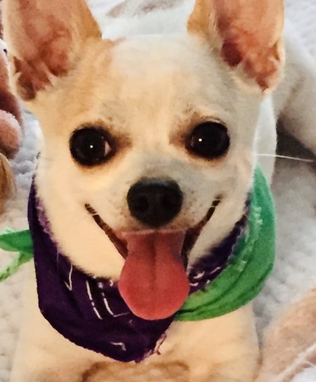 Ziggy