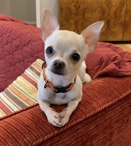 Stewie