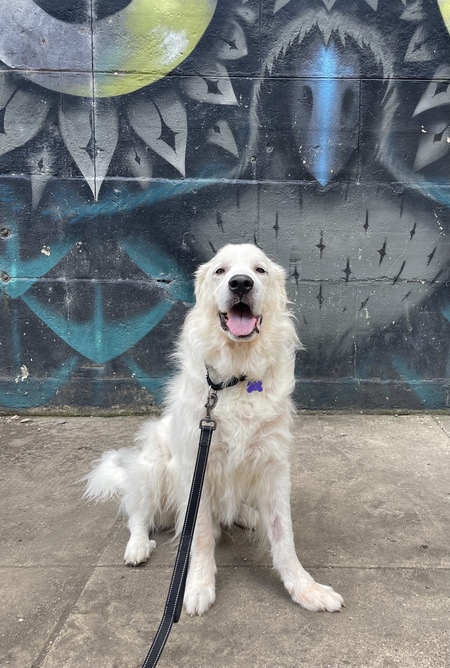 Harley