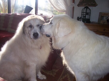 Moose and Molly